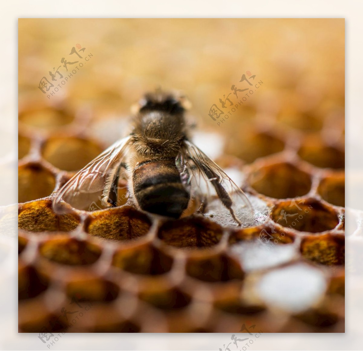 蜂蜡蜂窝蜂蜜