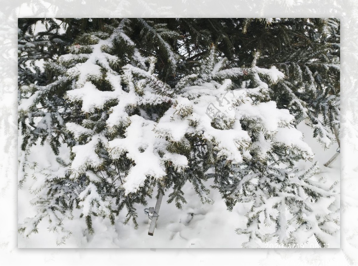 雪白雪雪地树冬天