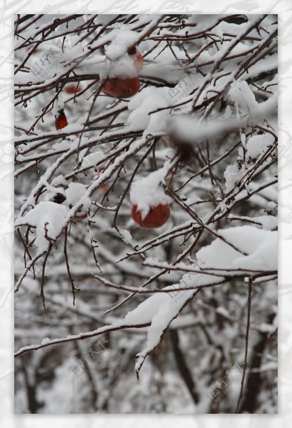 雪梅