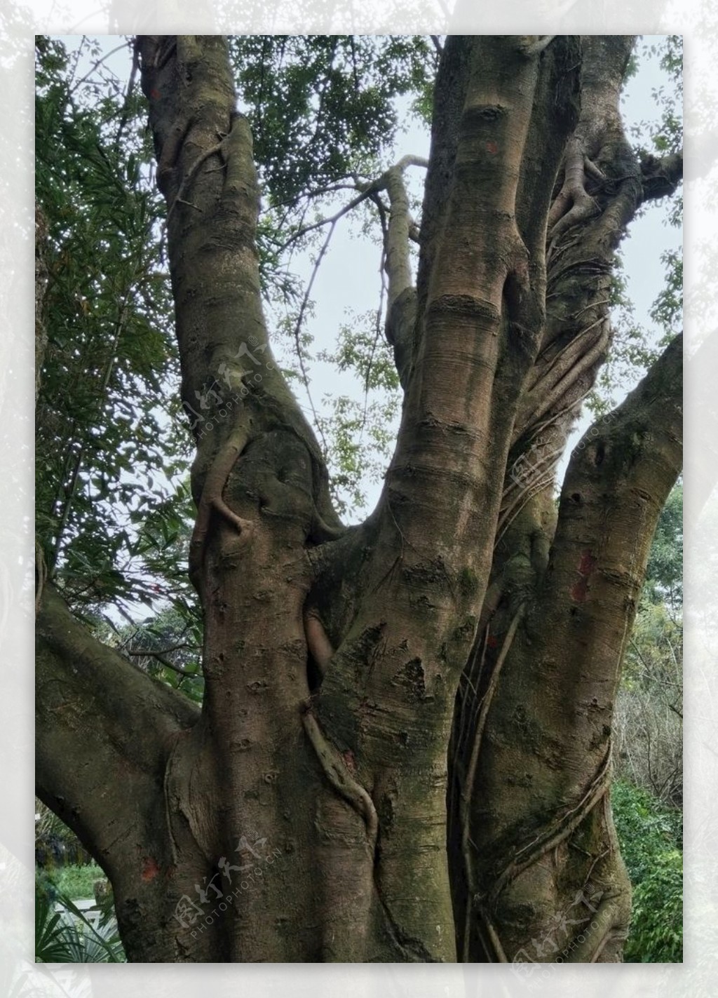 千年古树枝桠树干纹理