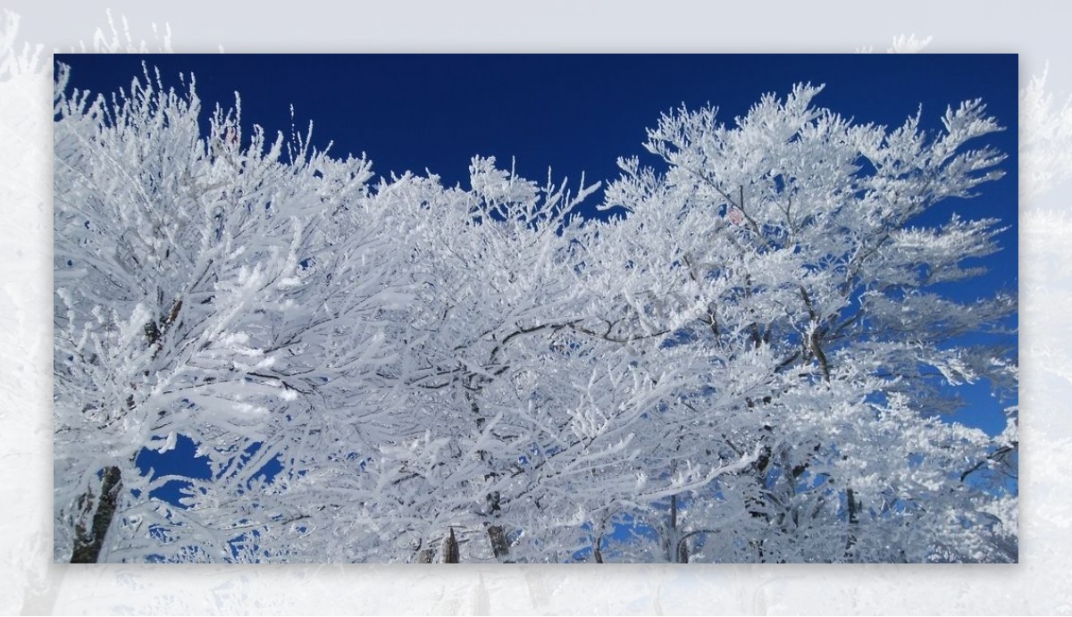 冰雪中的树木