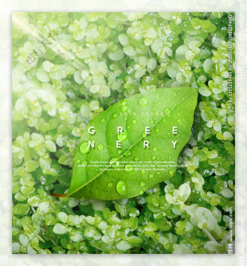 春夏绿色叶子海报