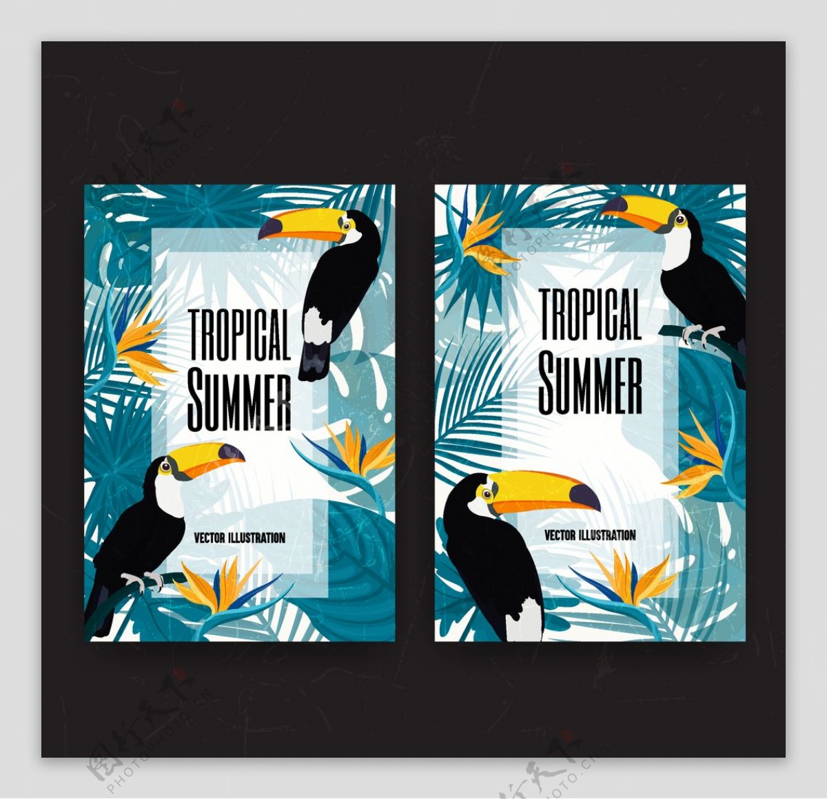 热带夏季托哥巨嘴鸟