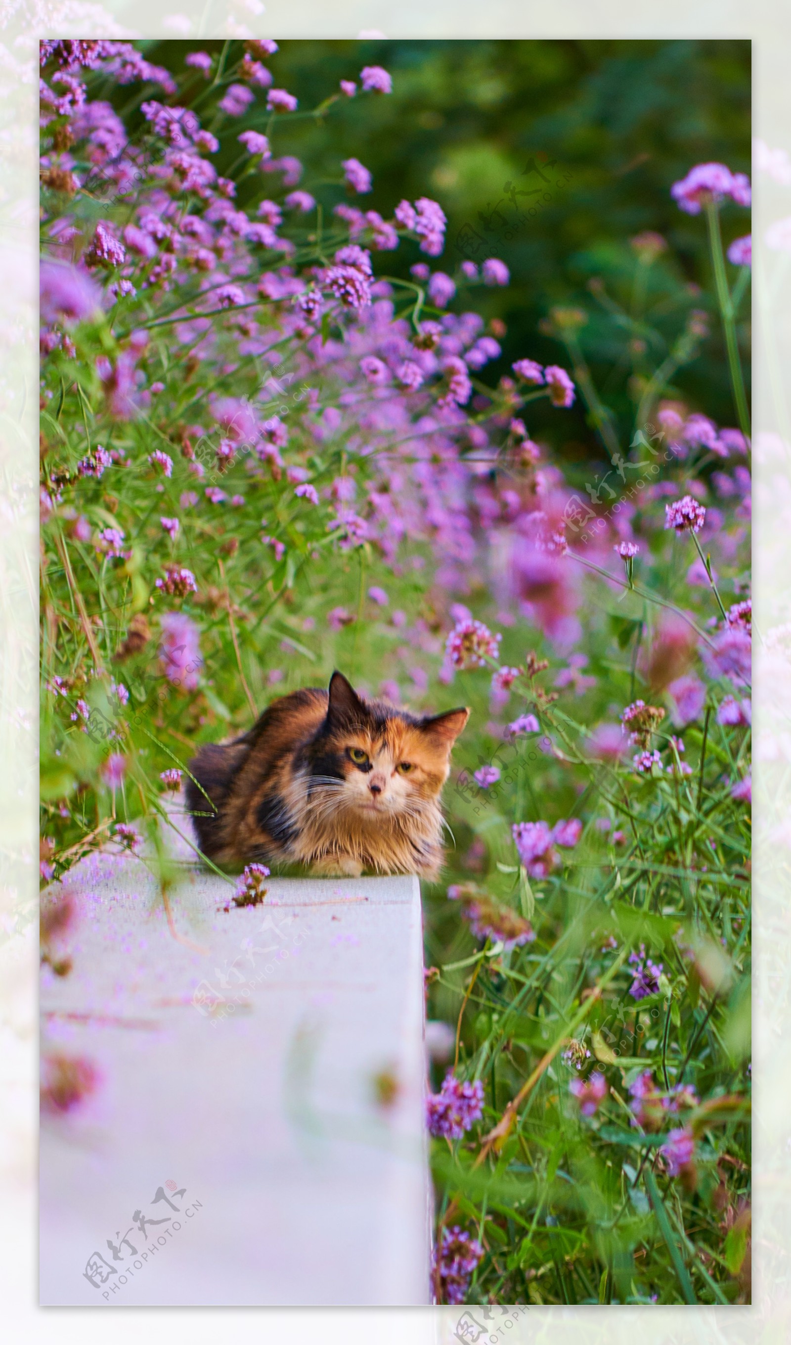 花丛中的猫