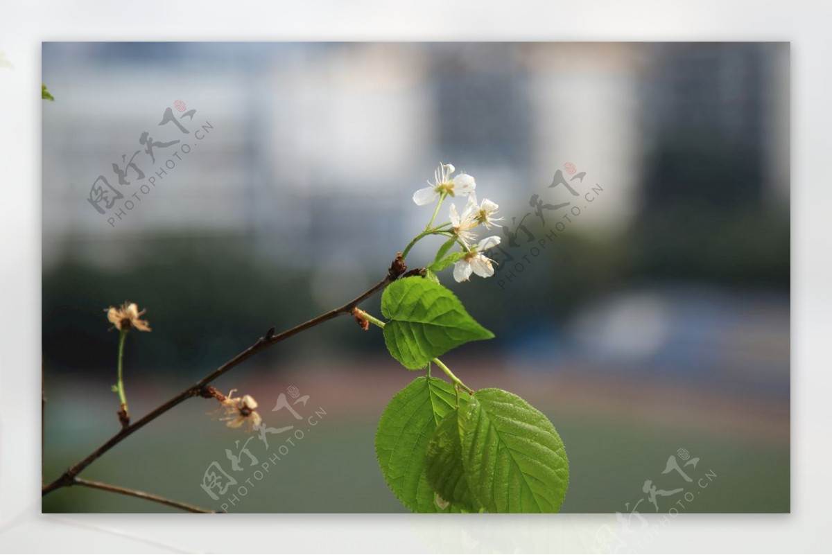 樱桃花开