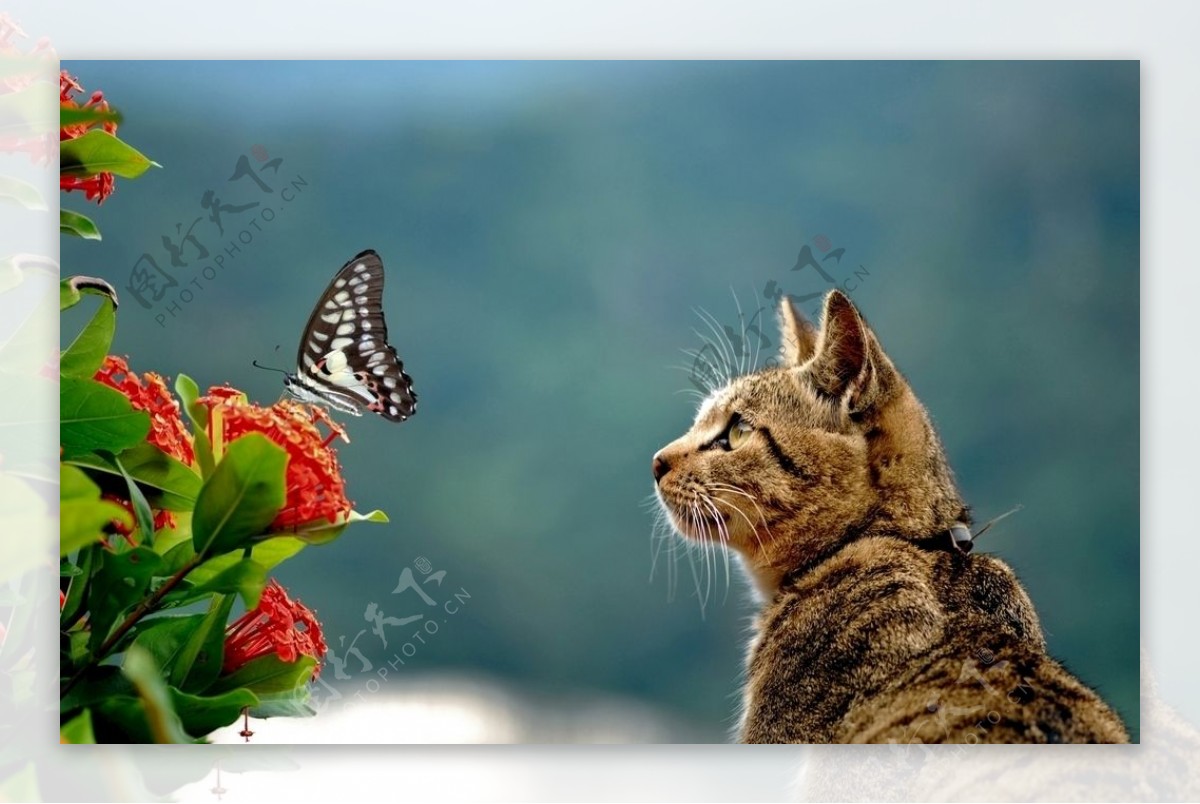 猫咪看蝴蝶