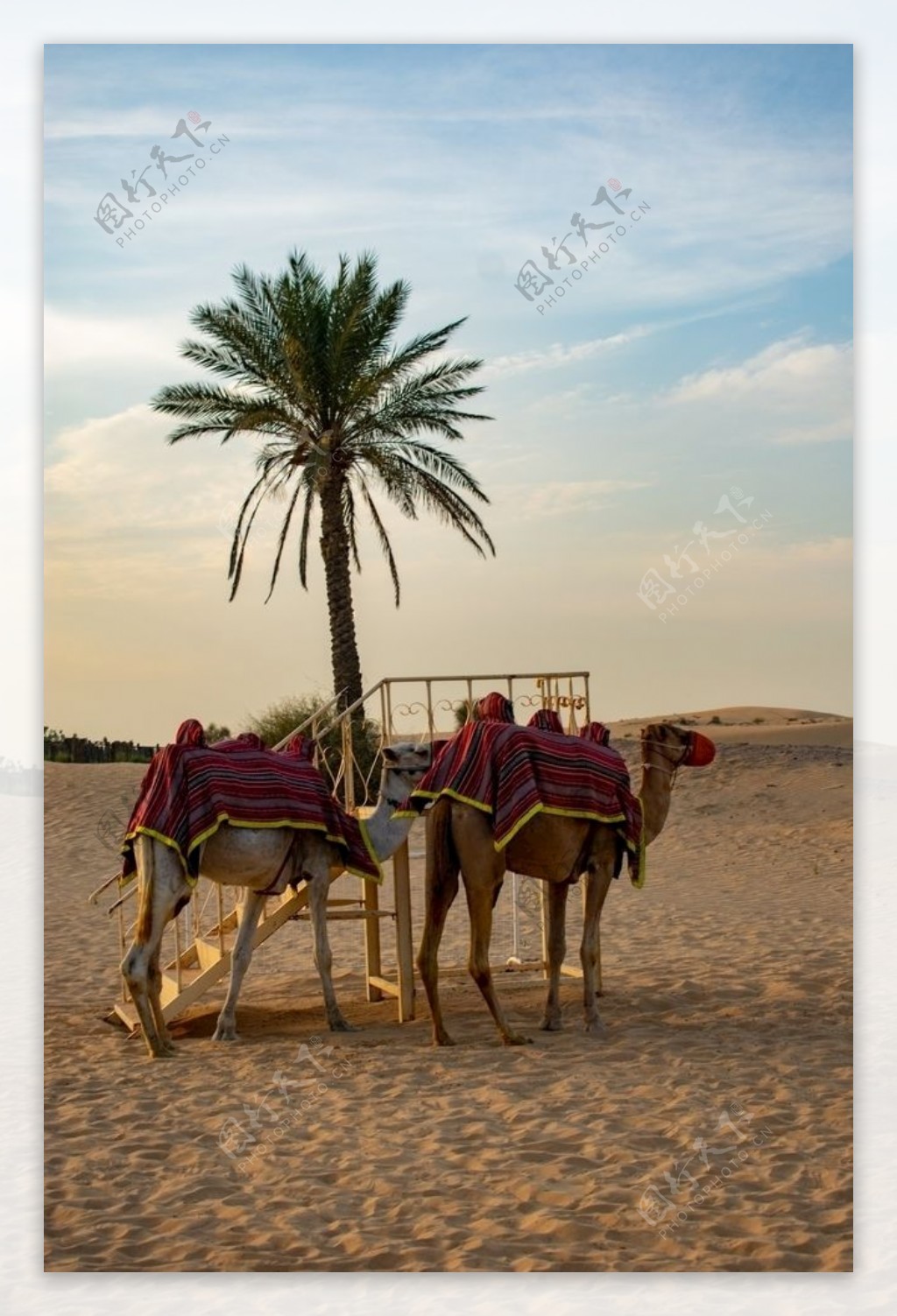 沙漠沙丘骆驼撒哈拉沙漠