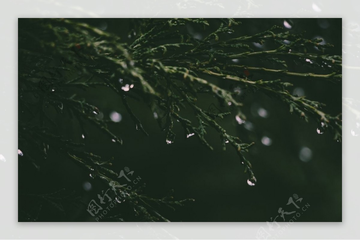树叶上的雨滴