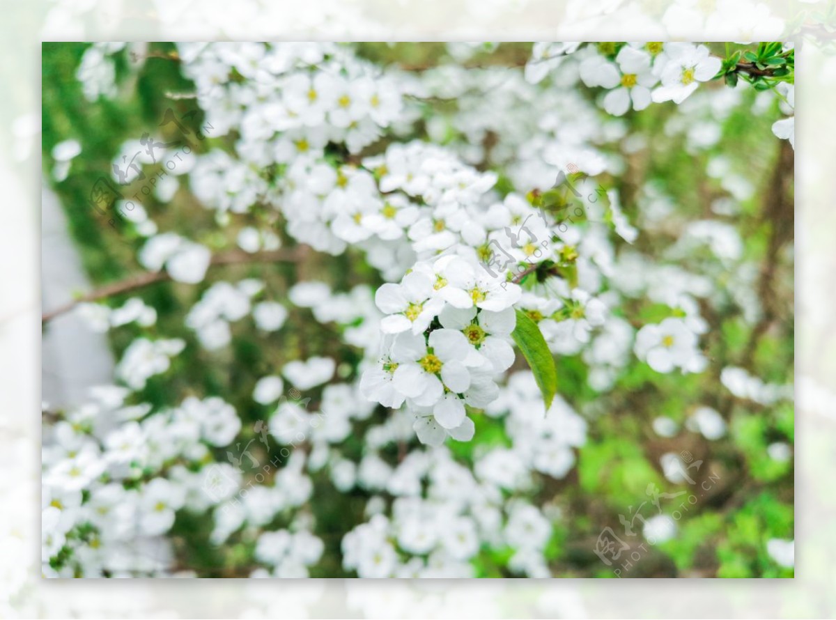 春天白色的花