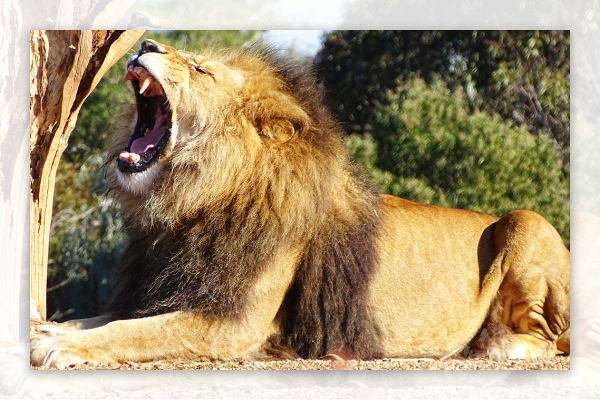 非洲狮-夜色宜人业主论坛- 济南房天下