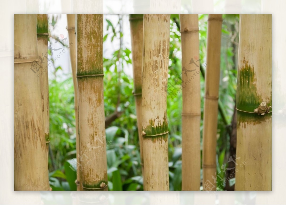 竹树干森林热带