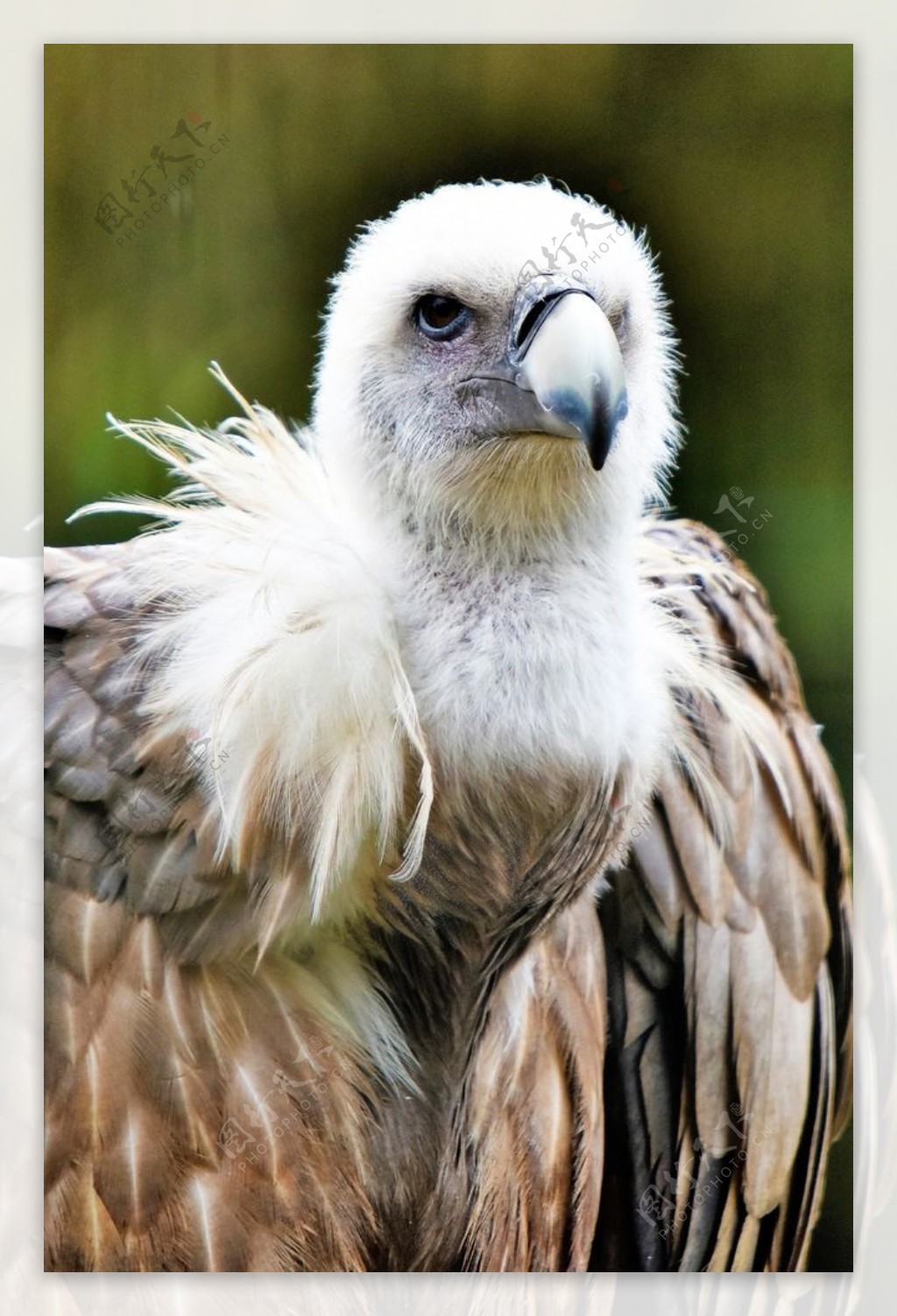 【秃鹫！！！摄影图片】川西巴塘生态摄影_不油的飞禽世界_太平洋电脑网摄影部落