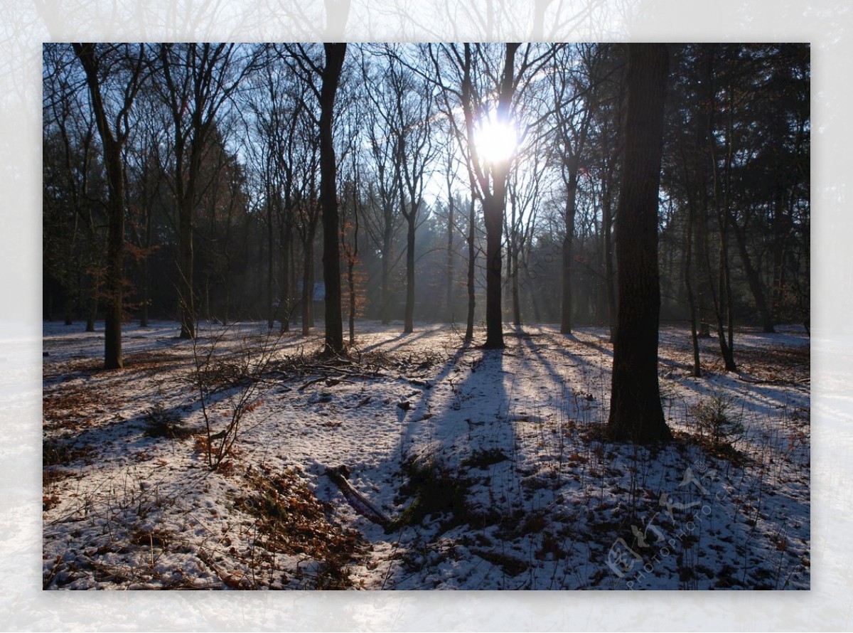 冬天雪树木太阳对光森