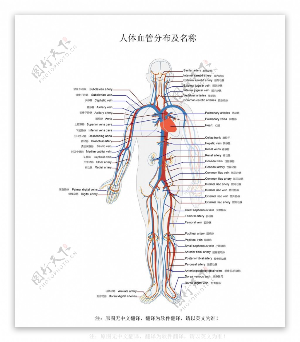 人体血管分布结构图矢量