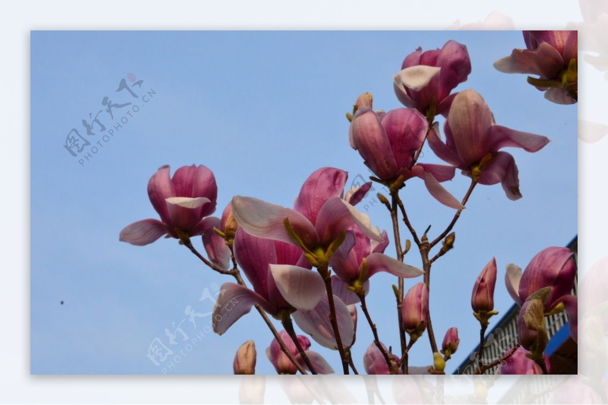 紫玉兰花