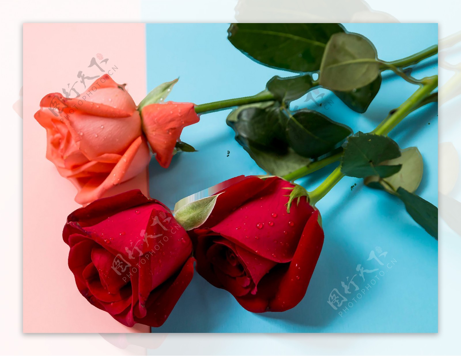 玫瑰花装饰素材
