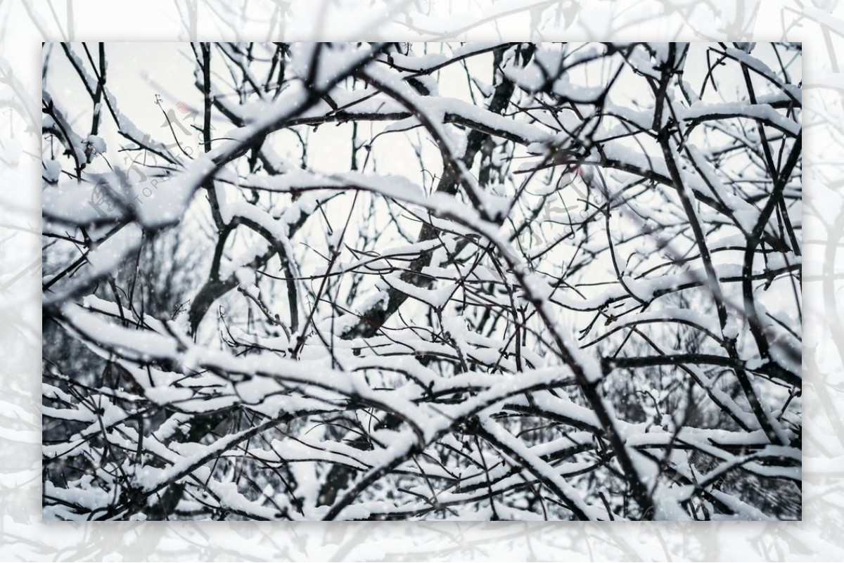 冬天树枝上的白雪