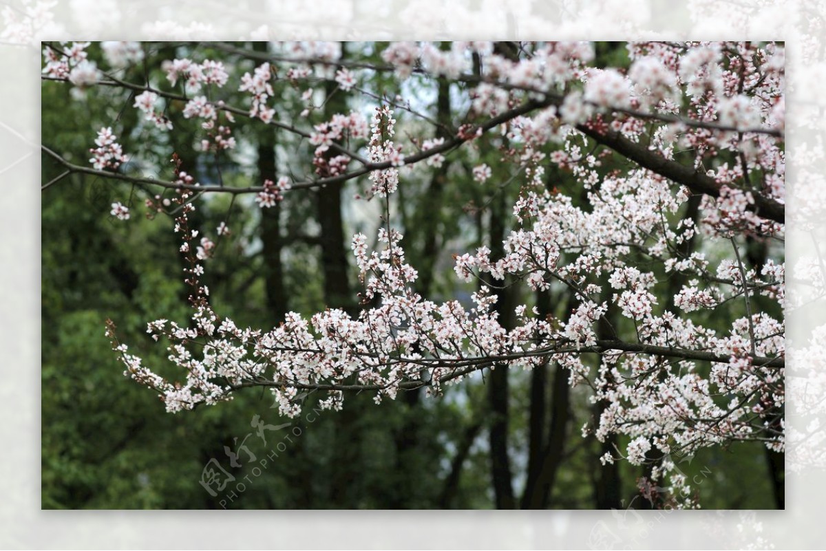 樱花林