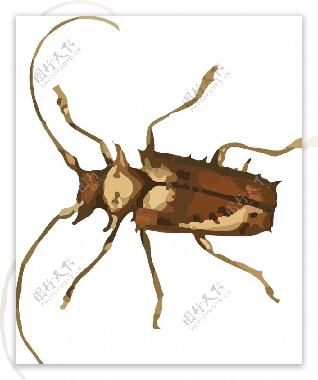 长须甲虫昆虫插画