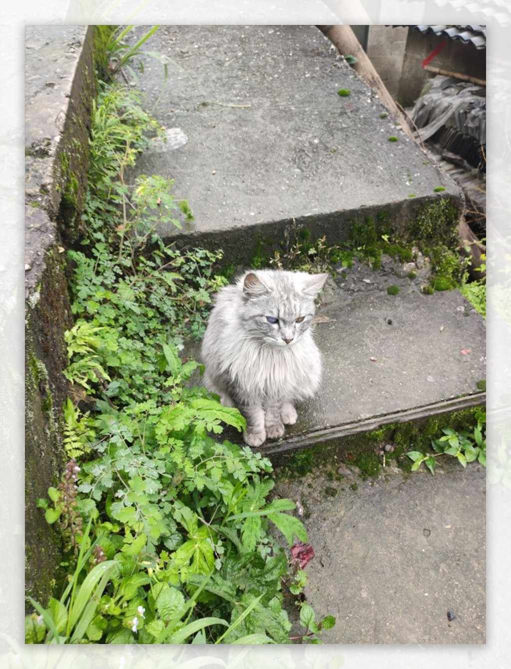 台阶上的猫