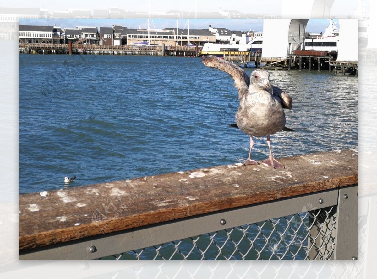 美国风光旅游摄影海鸥