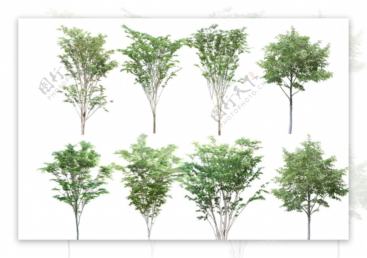 景观设计高清植物树木素材贴图