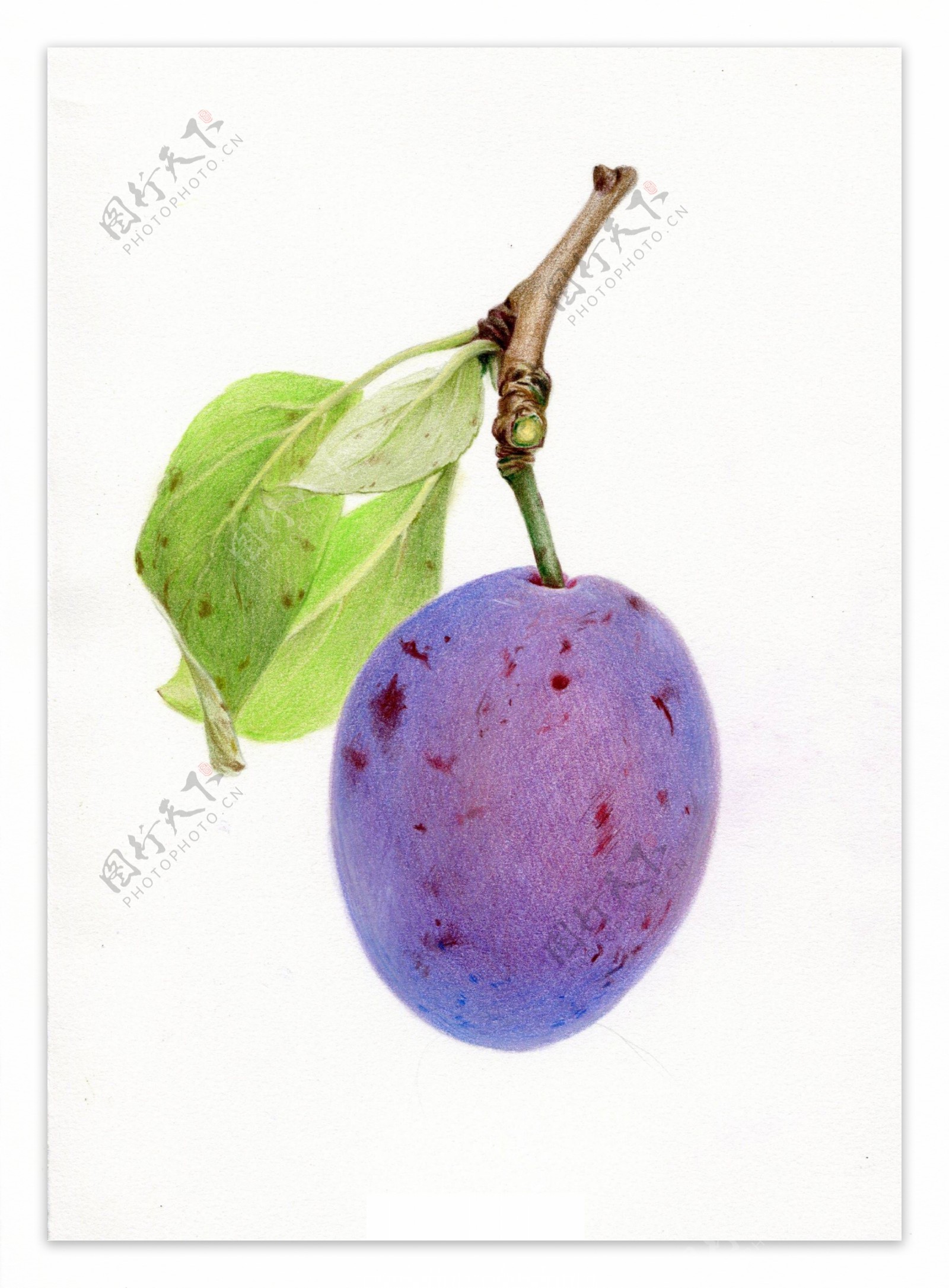 彩铅绘画水果蓝莓