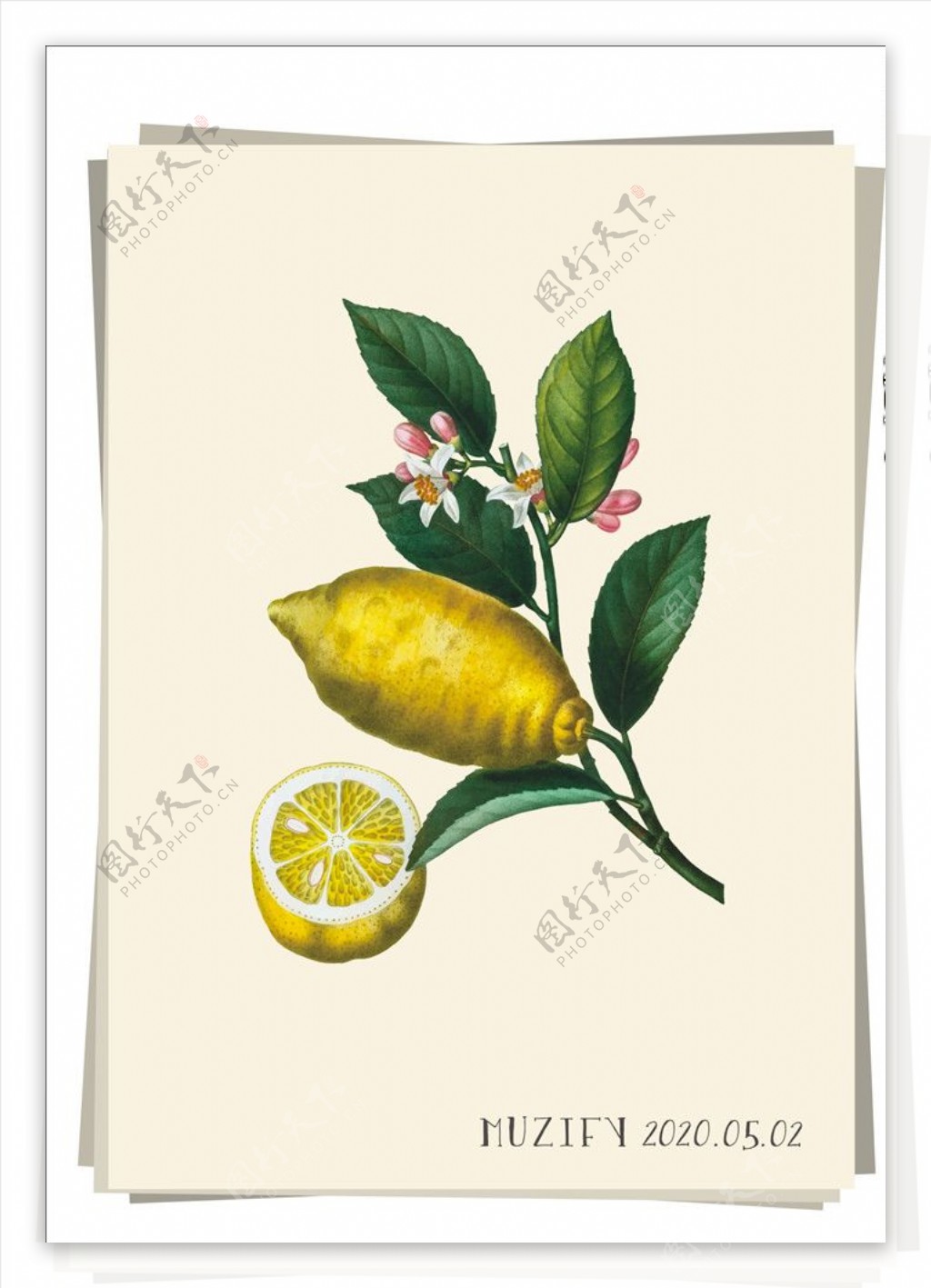 柠檬和花水果图鉴