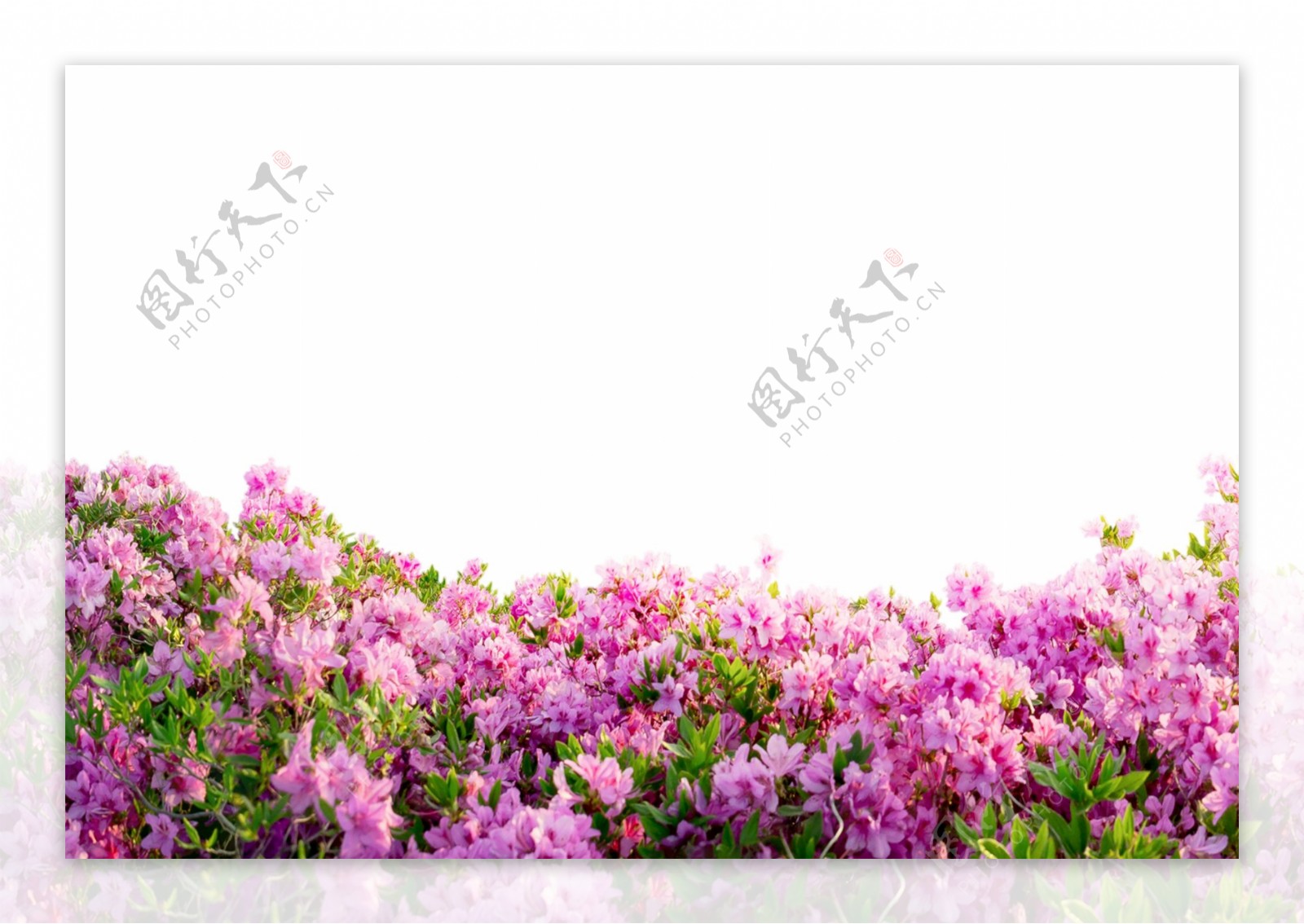 粉紫色花海背景边框合成效果素材
