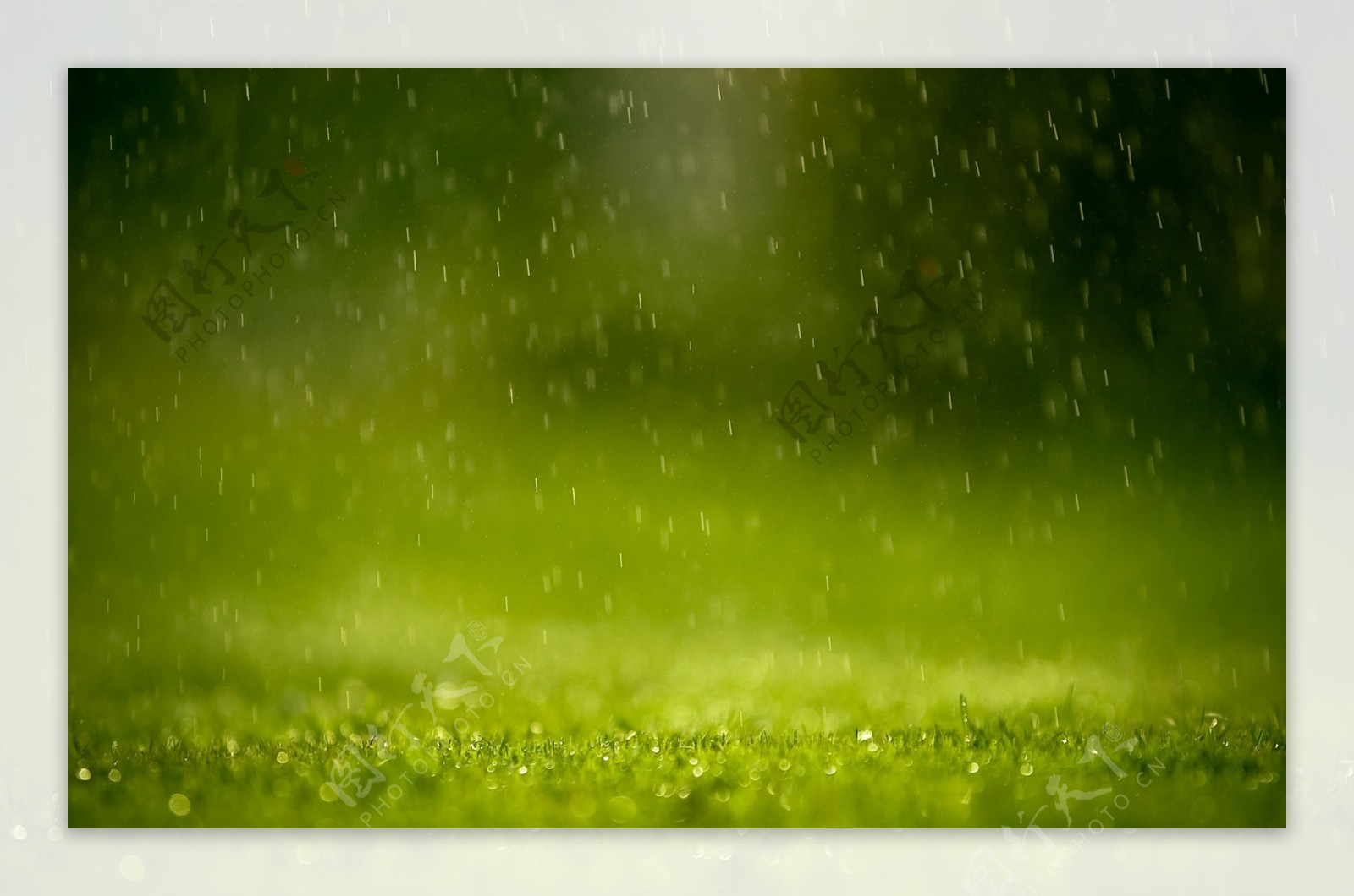雨水中的绿植下午绿色的植物公园在雨中静物摄影图配图高清摄影大图-千库网