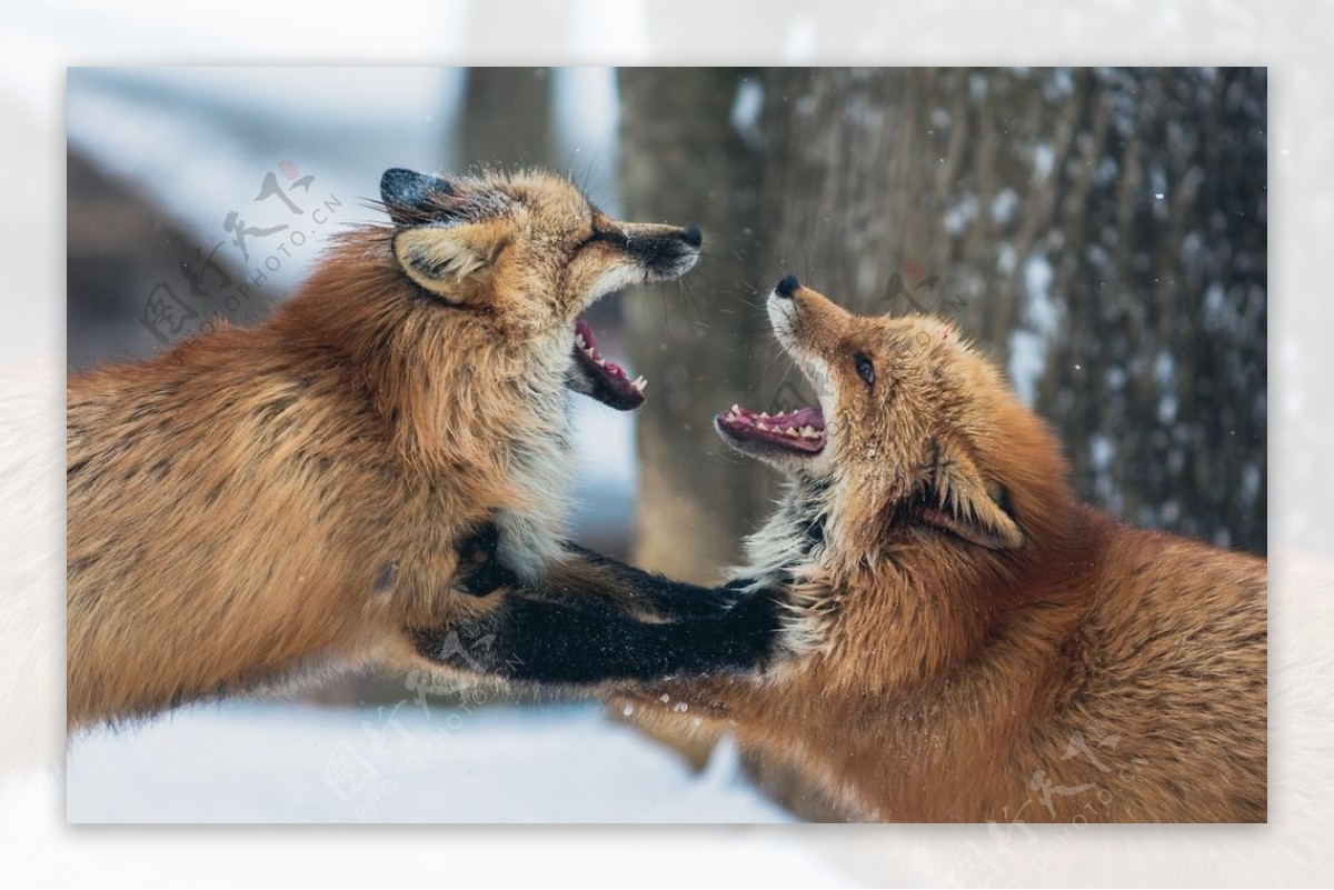 两只狐狸打架