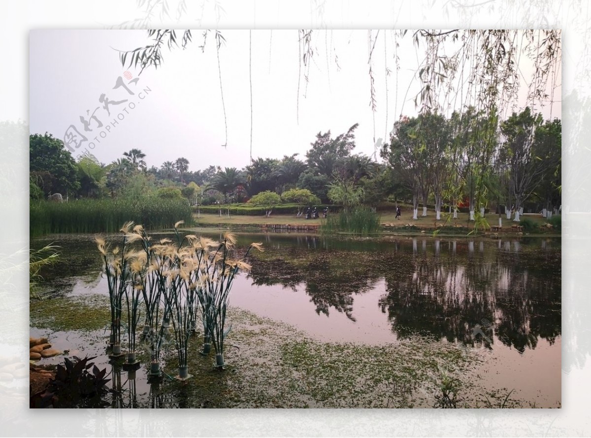 湿地公园水景