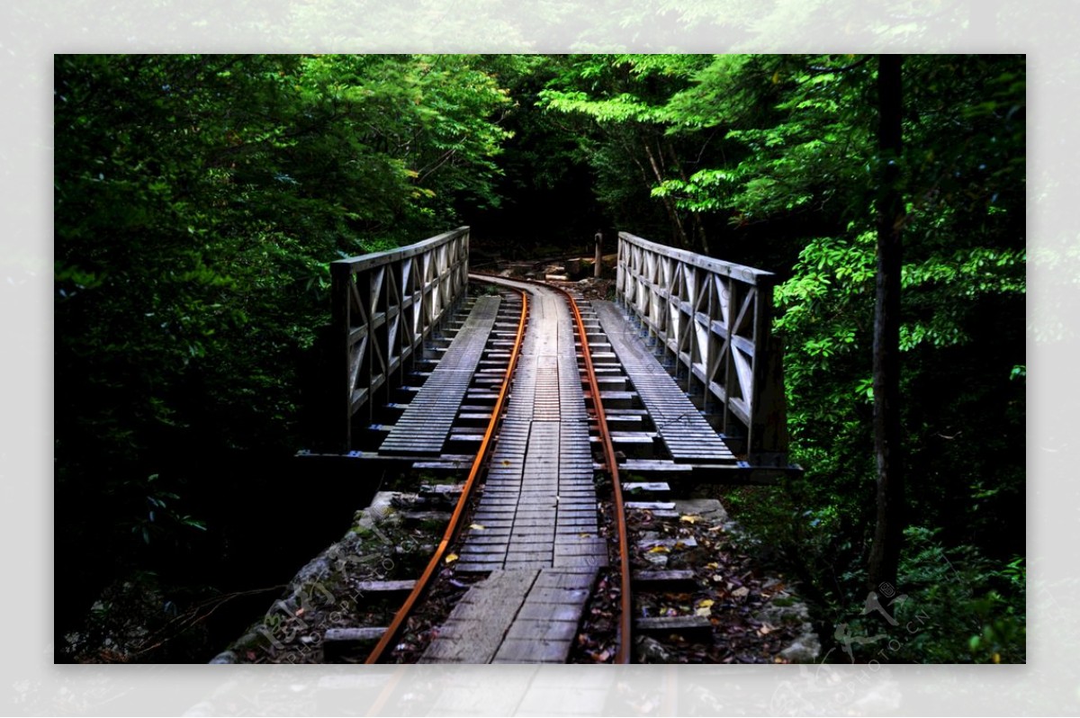 绿色森林桥铁轨