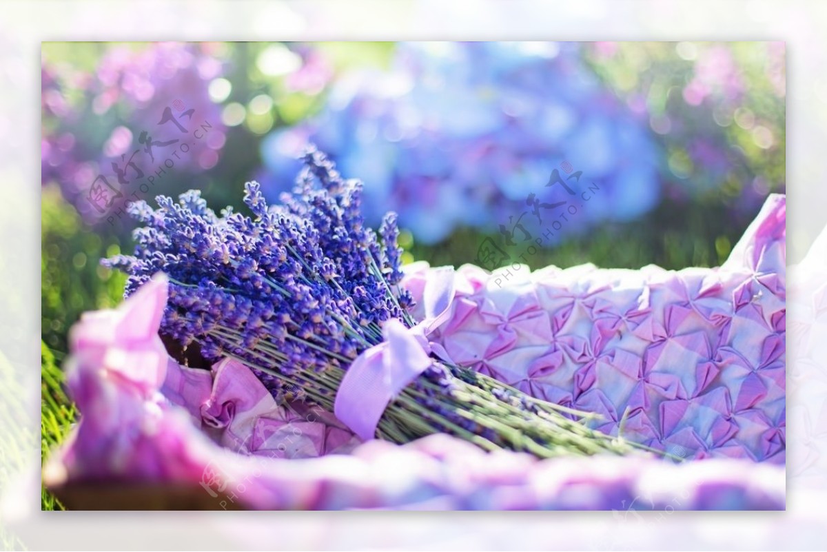 紫色花朵薰衣草