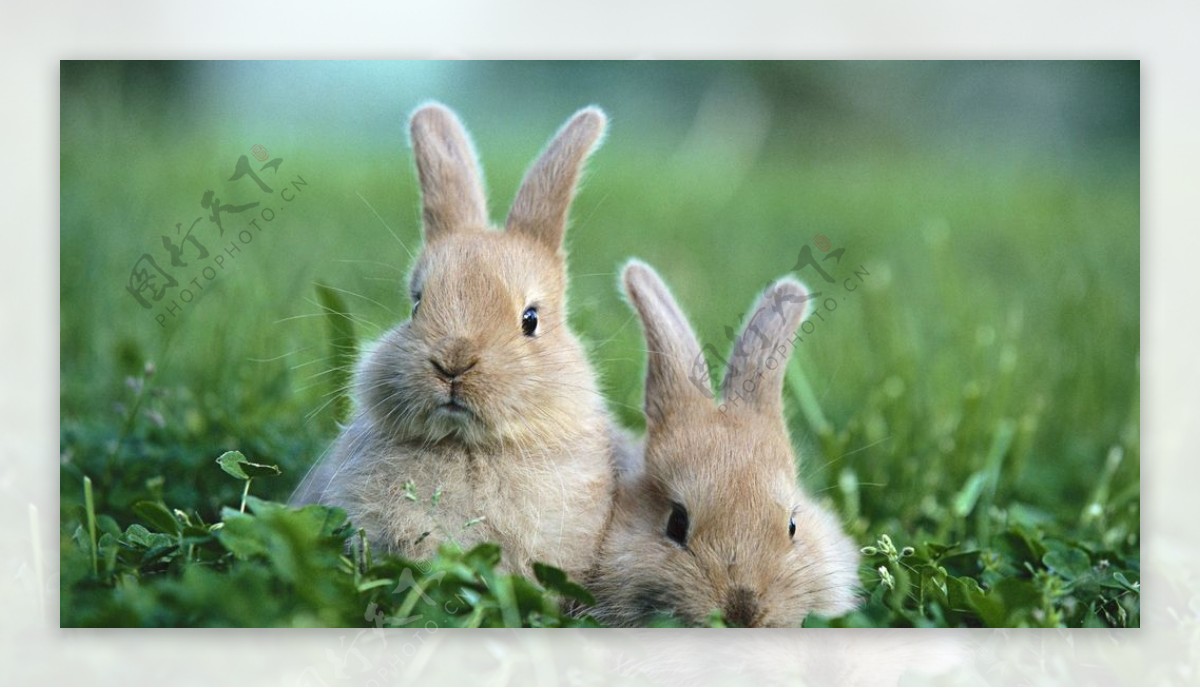 可爱兔兔摄影拍照