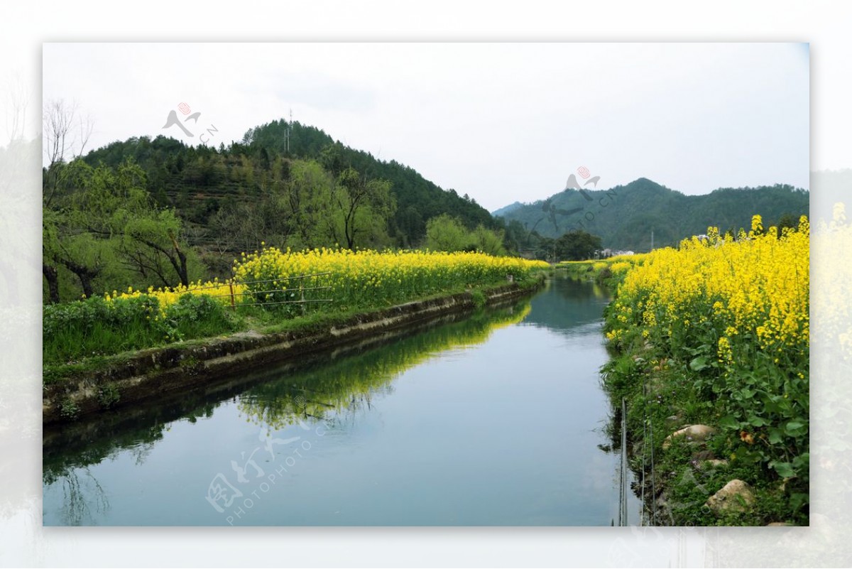 油菜花