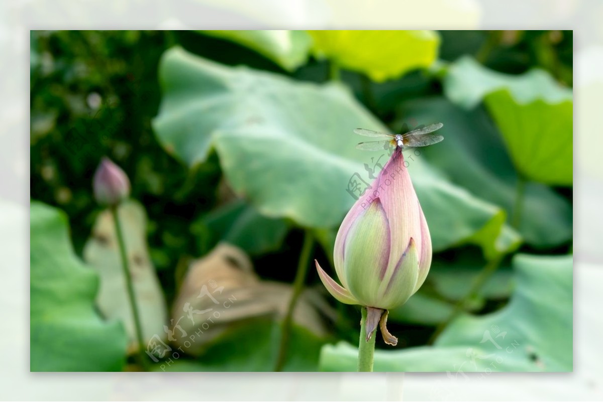 蜻蜓点水