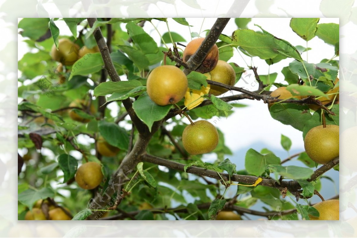 How to Prune Fruit Trees in 8 Steps - Mehrabyan Nursery