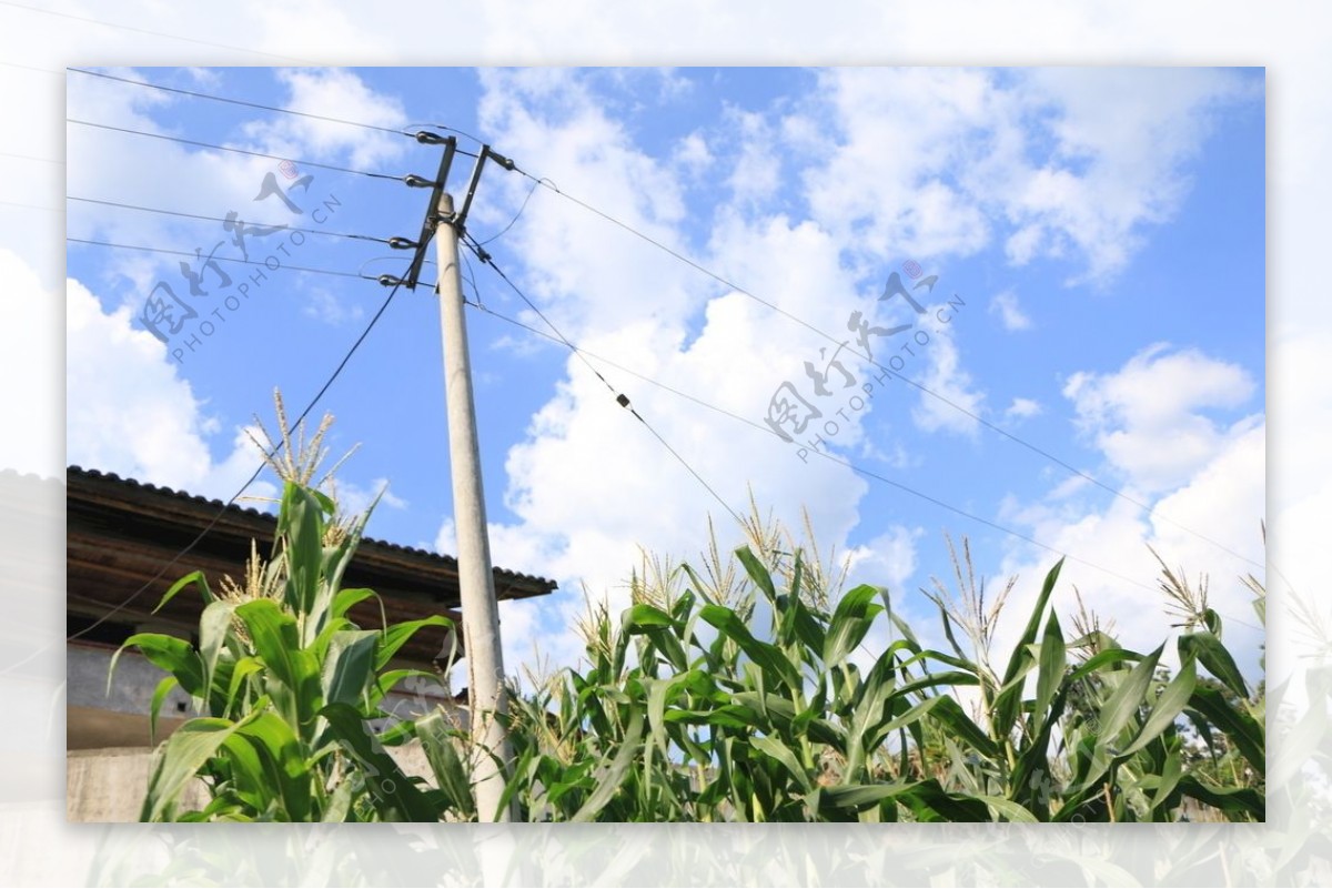 玉米地的电线杆
