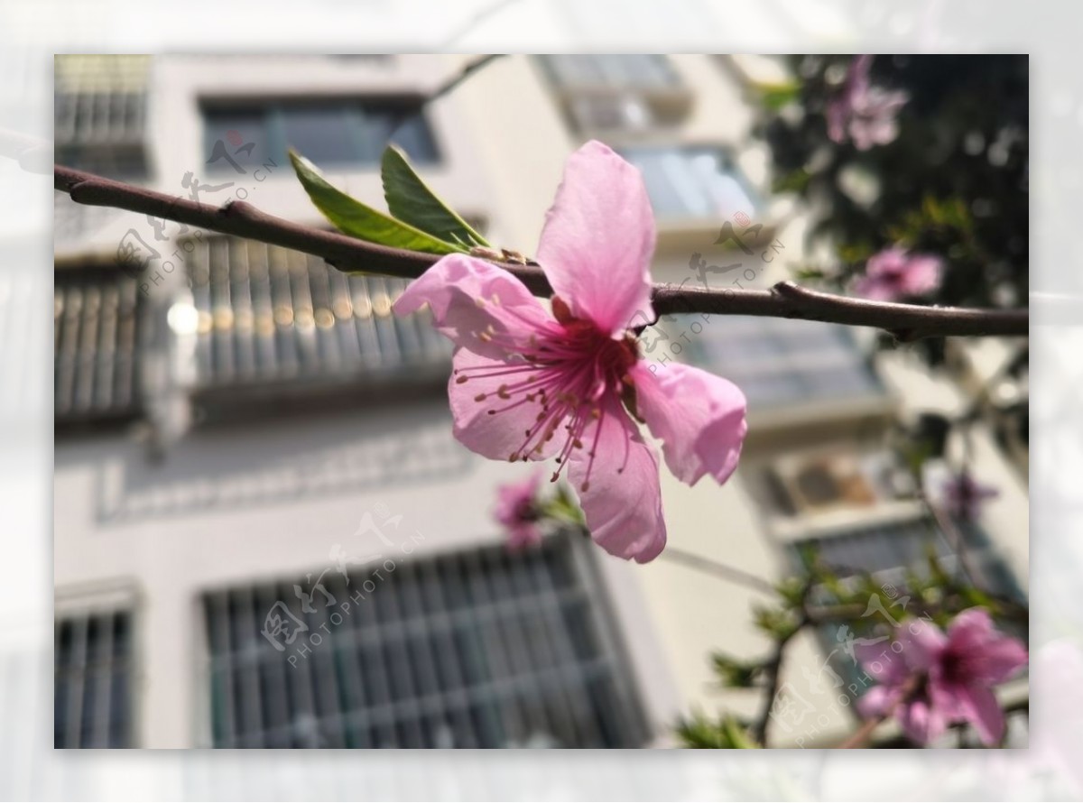 春天的一支桃花花朵