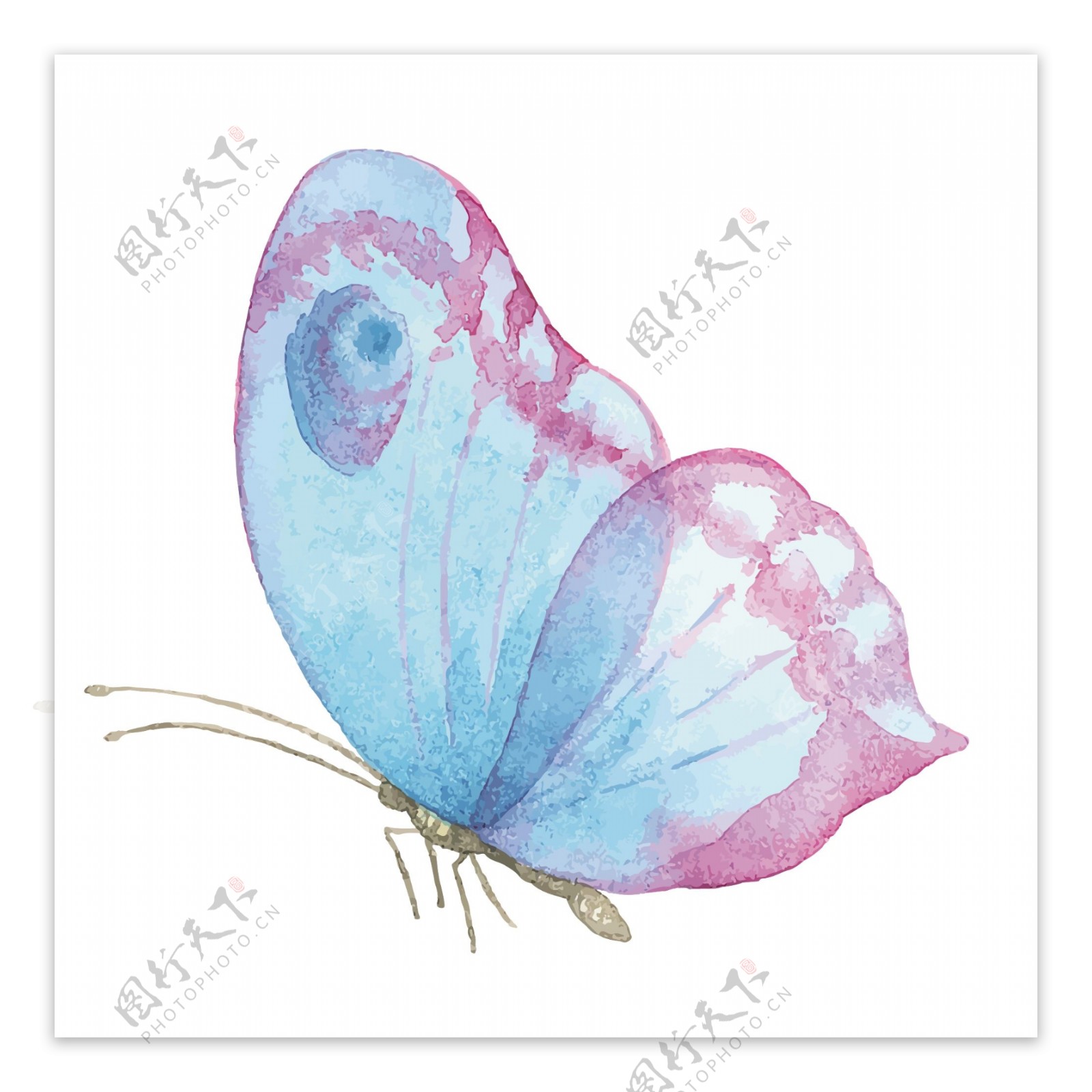水彩蝴蝶绘画图案