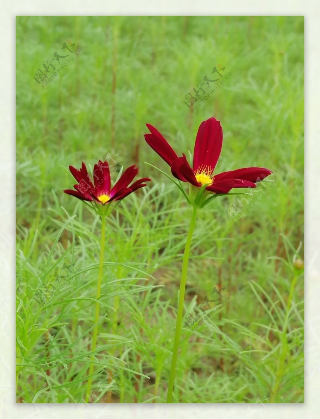 格桑花