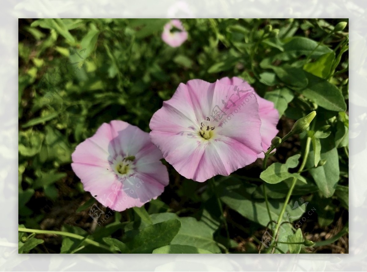 银灰旋花