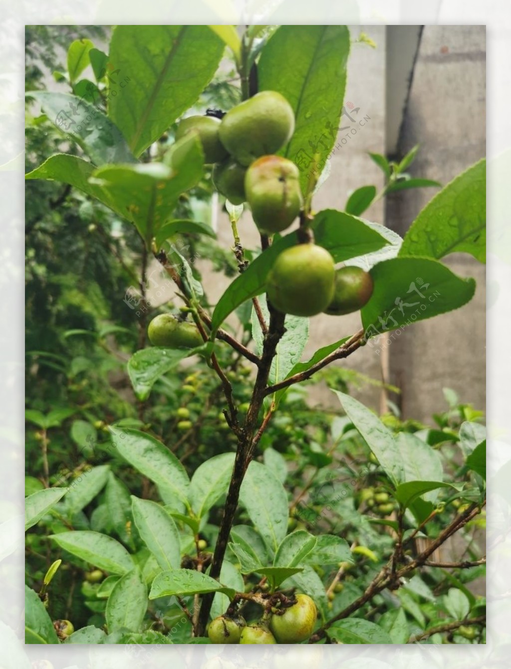 茶油果