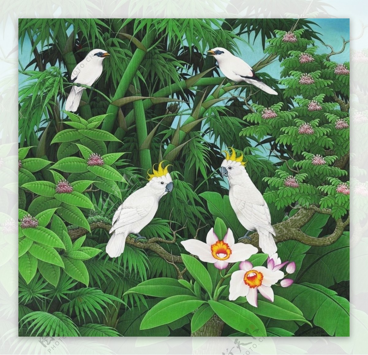 巴厘岛鹦鹉