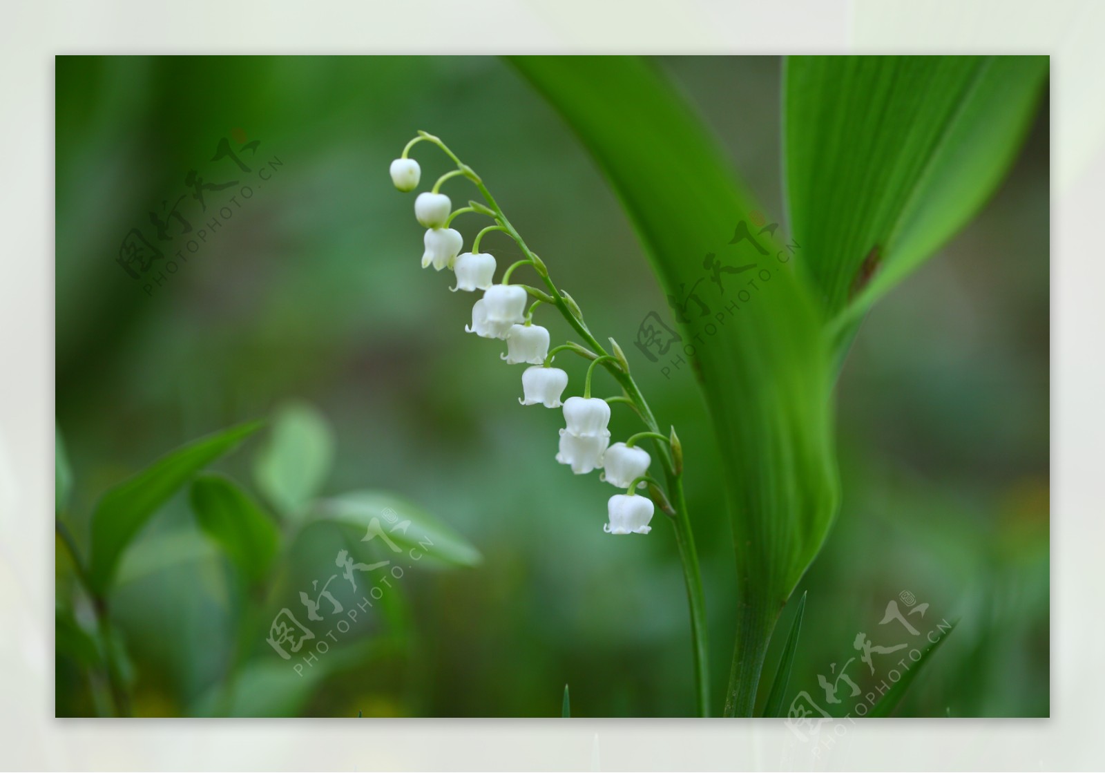 铃兰花