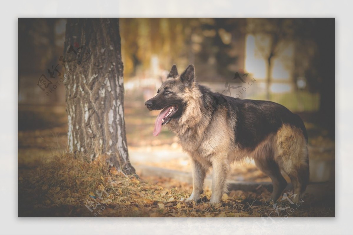 停留室外近的墙壁的德国牧羊犬阿尔萨斯狼狗在冬天 库存照片. 图片 包括有 配置文件, 室外, 冻结, 年轻 - 95531482