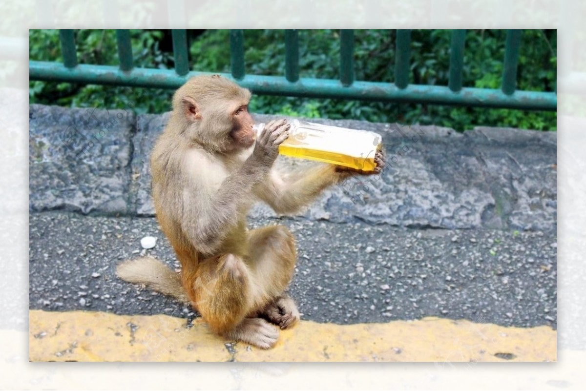 猴子喝饮料