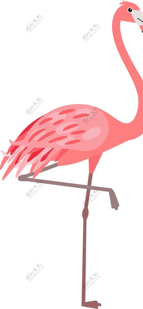 粉红火烈鸟