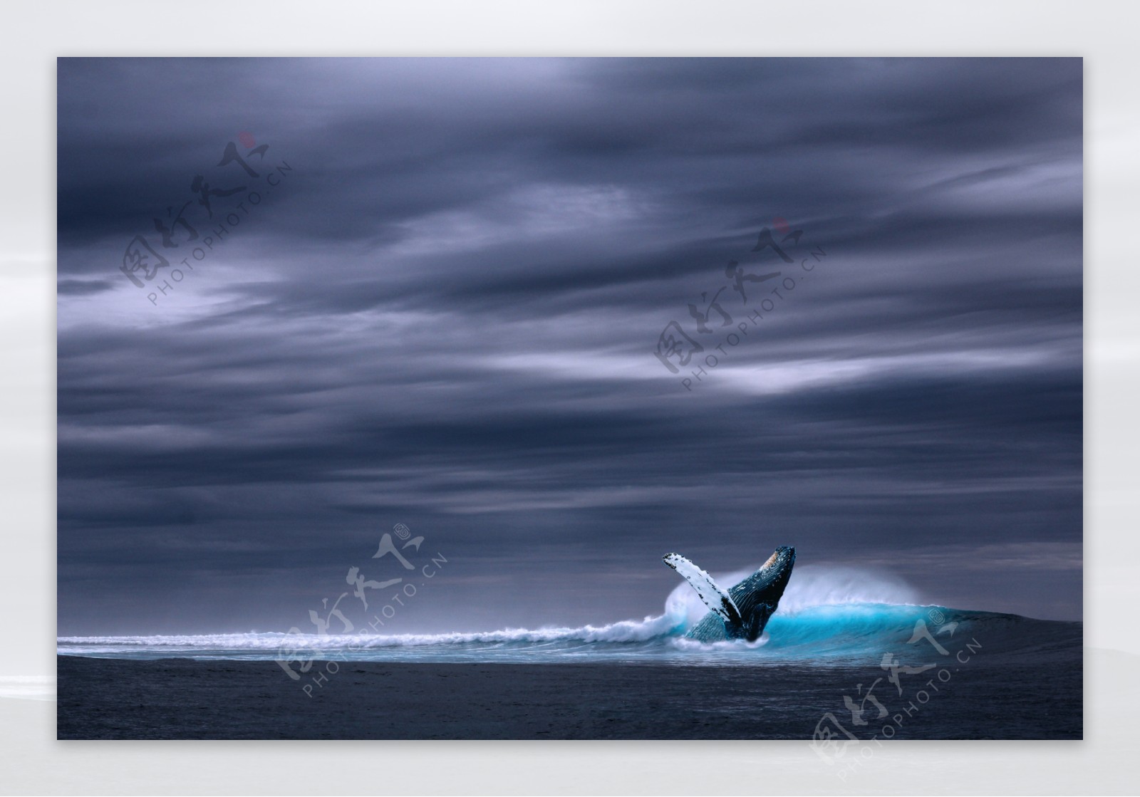海洋蓝鲸